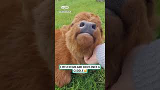 Little highland cow loves a cuddle 🥰 🐮 🎥 Alanah Ralph via ViralHog [upl. by Annayk]