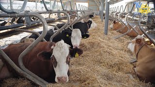 Maximales Tierwohl im Wellness Stall für Milchkühe  Zimmermann Stalltechnik [upl. by Dalis]