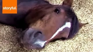 Sleepy Horse Family Lays Down To Nap Storyful Wild Animals [upl. by Batish]