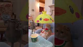 exlittlebeans cooks noodles with Chinese kung fu funnycats funnyvideo [upl. by Ydnelg975]