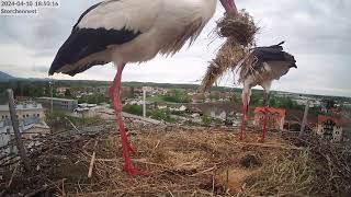 Storchennest Freilassing  Heute noch kein Ei  10042024 [upl. by Eelidnarb]