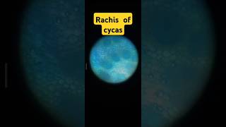 Rachis of cycas bsc 1st year pratical bsc botany microscopic [upl. by Marten]