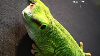 Phelsuma madagascariensis  Gray 1831 HD  Madagascar Day Gecko  Zoologique Paris  092014 [upl. by Barbuto]