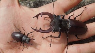 Lucanus cervus  Variation [upl. by Halet]