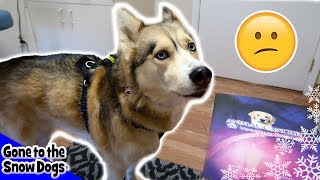 Shelby the Husky goes to the Cancer Doctor [upl. by Layor331]