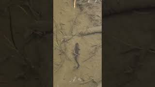 roughskinned newt swimming in McLane Creek Washington newt washington creek olympia nature [upl. by Prouty595]