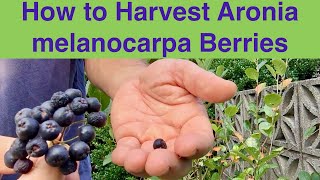 How to Harvest Aronia melanocarpa Berries [upl. by Lennod214]