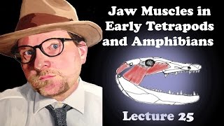 Lecture 25 Jaw Muscles in Early Tetrapods and Amphibians [upl. by Helen]