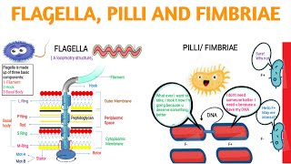 FlagellaPilli andFimbraie [upl. by Neeloc]