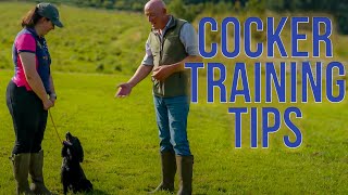 Cocker Spaniel Training [upl. by Gurl]