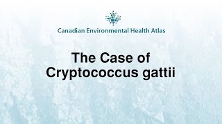 Canadian Environmental Health Atlas Cryptococcus gattii [upl. by Lillith]