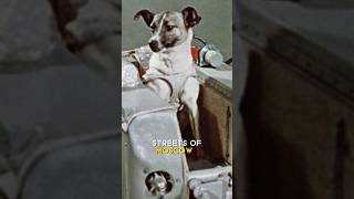 Laika  The First Dog in Space [upl. by Yenrab]