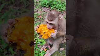 Nice Baby and mango Funny🐒🤣 GD3 shorts animals viral monkeys monkeyvideo monkey dog cat [upl. by Bearnard]