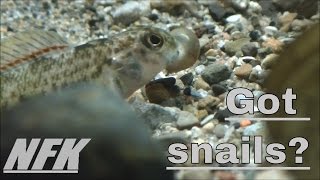 Rainbow Darter and Greenside Darter eating snails [upl. by Aknaib]