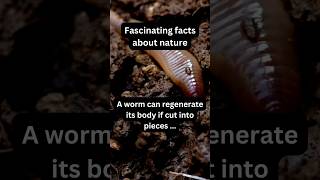 This Worm Regenerates Even When Cut Apart X Nature fact nature worm [upl. by Joanne]