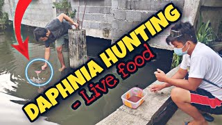 DAPHNIA HUNT WITH FRIENDS  WATER FLEA  LIVE FOOD [upl. by Avin]