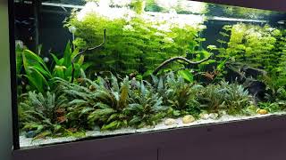 Ians Juwel Rio 450 LED Aquarium [upl. by Ikin]