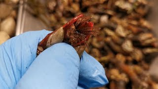 Goose barnacles raw then cooked [upl. by Airam]