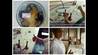 Screening of amylase producing organism [upl. by Aiblis]