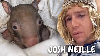 Baby Wombat Rescue After Mum Gets Hit By Car  Wombat Warrior [upl. by Mohandis]