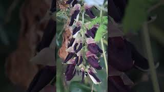 Mucuna pruriens Velvet bean mucunapruriens velvetbean [upl. by Trudi]