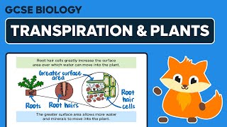 How Transpiration Helps Plants  GCSE Biology [upl. by Asiil]