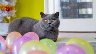 British Shorthair Cat VS Balloons [upl. by Veda]