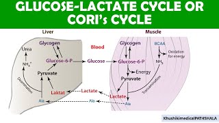 Coris Cycle  Glucose and lactate regulation during Excercise [upl. by Sandeep]