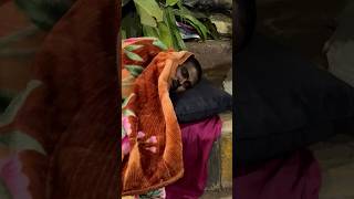 He was sleeping in the plastic bag😢 humanity help shorts shortvideo hussainmansuri [upl. by Noeruat]