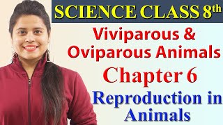 Viviparous and Oviparous Animals  Chapter 6  Reproduction in Animals  Science Class 8 CBSE [upl. by Strohl]