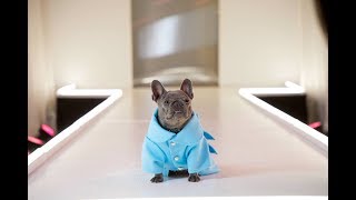 Its Fashion Week at Petco [upl. by Viola35]