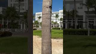 Resort RIU Dunamar beach [upl. by Annav307]