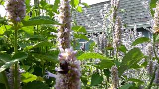 Anise Hyssop Agastache foeniculum part 2 [upl. by Aldas]