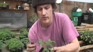 How to Graft Greenhouse Tomatoes [upl. by Anees]