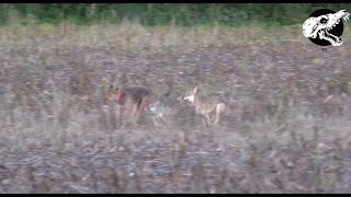 Coyotes Get After Our Dog  Coyote Hunting With Decoy Dog [upl. by Loomis]