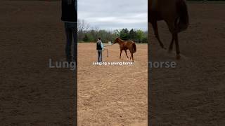 Horse training lunging a yearling for exercise and early training for cues horsetraining horse [upl. by Eahsed]