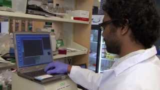 Harvard Researchers Use the Gel Doc™ EZ to Study Human Gene Function [upl. by Azial]