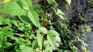 Purple Cleome Cleome rutidosperma plant [upl. by Dewar475]