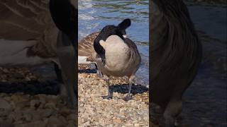 Canada goose preening  Kanadagans putzt sich Parkinsel in Ludwigshafen am Rhein [upl. by Blair]