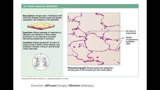 Epithelial Tissue Lecture [upl. by Gristede]