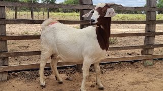 CABRAS MESTIÇA DE BOER LOCALIZAÇÃO DORMENTESPE87996456741 [upl. by Leirea493]