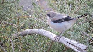 Piegrièche méridionale Lanius meridionalis koenigi de Lanzarote [upl. by Nitram]