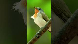 Redbreasted Flycatchers Sweet Singing  Bird Songs amp calls shorts [upl. by Idnir]