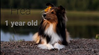 Dog tricks by amazing sheltie Frea💖 [upl. by Peery]