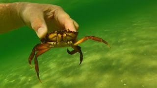 Sol sjø skalldyr og strand Ebeltoft Djursland Danmark [upl. by Celtic]