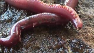 AMAZING BLOODWORMS Proboscis extension [upl. by Adyela540]