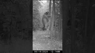 Midnight Rambler  Yukon Porcupines Nocturnal Climb [upl. by Onitsirc]