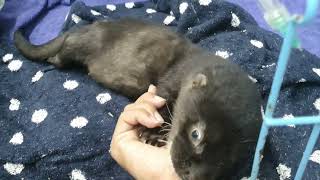 Cute Otter good health in Hospital [upl. by Neve]