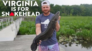 The BEST Snakehead Fishing In Virginia  NEW PB [upl. by Audri]