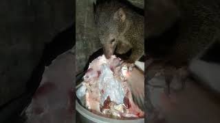 Mongoose eating big fish head😯mongoose animalactivist youtubeshorts [upl. by Apthorp979]